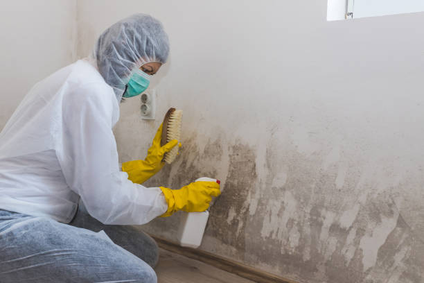 Mold Testing and Removal in Platteville, WI
