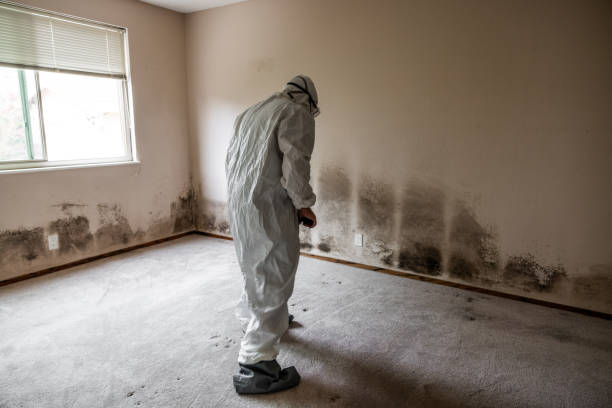 Mold Removal and Inspection in Platteville, WI