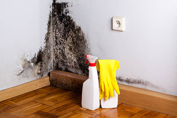 Best Mold Remediation  in Platteville, WI