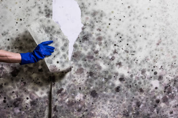 Best Mold Testing and Removal  in Platteville, WI