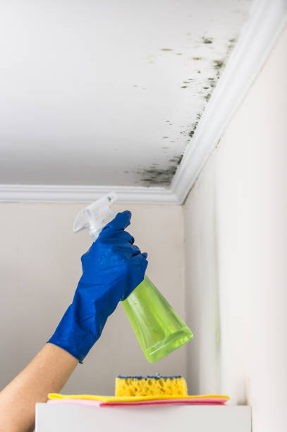 Best Mold Testing  in Platteville, WI