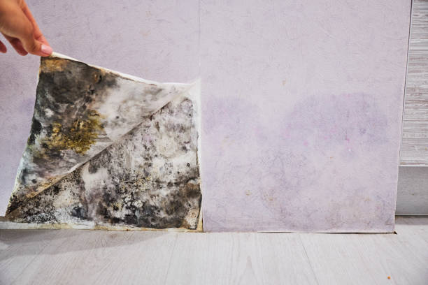 Best Mold Removal Company Near Me  in Platteville, WI